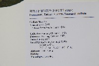 牛膝藏品圖，第2張