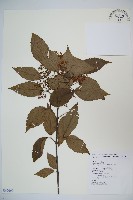 紅子莢迷藏品圖，第1張