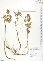 臺灣烏頭藏品圖，第1張