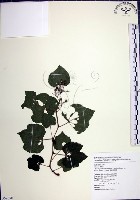 漢氏山葡萄藏品圖，第1張