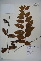 裡白忍冬、紅腺忍冬藏品圖，第1張