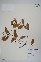 臺灣絡石藏品圖，第1張