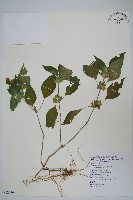 華九頭獅子草藏品圖，第1張