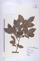 山紅柿藏品圖，第1張