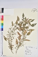 鐵莧菜藏品圖，第1張