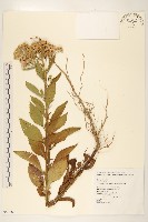 翼莖闊苞菊藏品圖，第1張