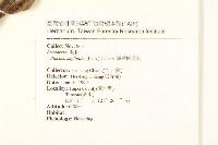 翼莖闊苞菊藏品圖，第2張