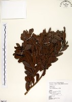 青楊梅藏品圖，第1張