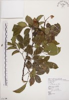 頷垂豆藏品圖，第1張