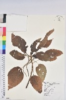 紅頭鐵莧藏品圖，第1張