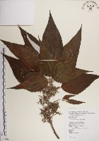 蘭嶼水絲麻藏品圖，第1張