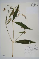 柳葉牛膝藏品圖，第1張