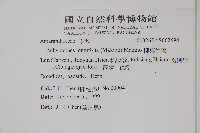 柳葉牛膝藏品圖，第2張