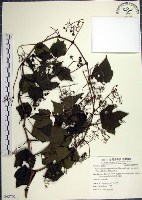 漢氏山葡萄藏品圖，第1張