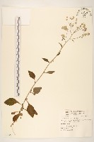 一枝香藏品圖，第1張