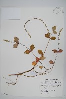 假川牛膝藏品圖，第1張