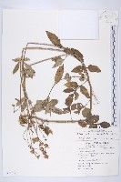 大花咸豐草藏品圖，第1張