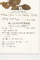 大花咸豐草藏品圖，第2張