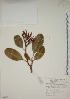 蘭嶼馬蹄花藏品圖，第1張