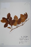 爬森藤藏品圖，第1張