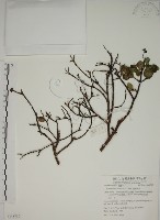 南嶺蕘花藏品圖，第1張