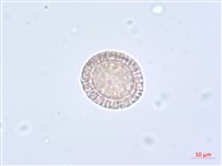 南嶺蕘花藏品圖，第2張