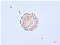 南嶺蕘花藏品圖，第3張