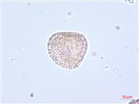 南嶺蕘花藏品圖，第4張