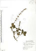 蘭嶼小鞘蕊花藏品圖，第1張