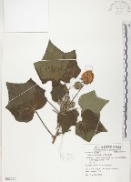 山芙蓉、臺灣山芙蓉、狗頭芙蓉藏品圖，第1張