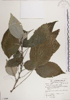 落尾麻藏品圖，第1張