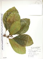 大冇榕、稜果榕藏品圖，第1張