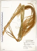 五節芒藏品圖，第1張