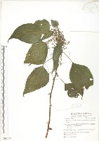 青苧麻藏品圖，第1張