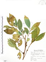 白肉榕藏品圖，第1張