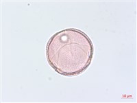 海岸烏蘞莓藏品圖，第1張