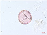 海岸烏蘞莓藏品圖，第2張