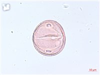 海岸烏蘞莓藏品圖，第3張