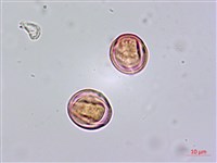 鵝掌藤藏品圖，第1張