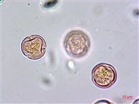 鵝掌藤藏品圖，第2張