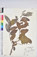 披針葉饅頭果藏品圖，第1張