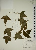 三角葉西番蓮藏品圖，第1張