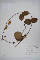 爬森藤藏品圖，第1張