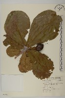 欖仁藏品圖，第1張