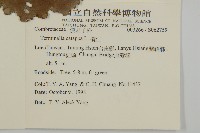 欖仁藏品圖，第2張