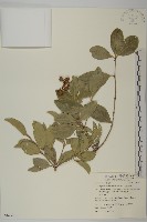 交趾衛矛藏品圖，第1張