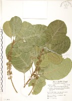 蘭嶼山欖, 大葉樹青藏品圖，第1張