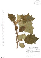 羊不食、毛茄藏品圖，第1張