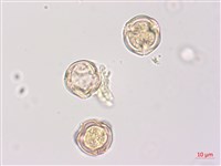 羊不食、毛茄藏品圖，第2張