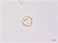 羊不食、毛茄藏品圖，第4張